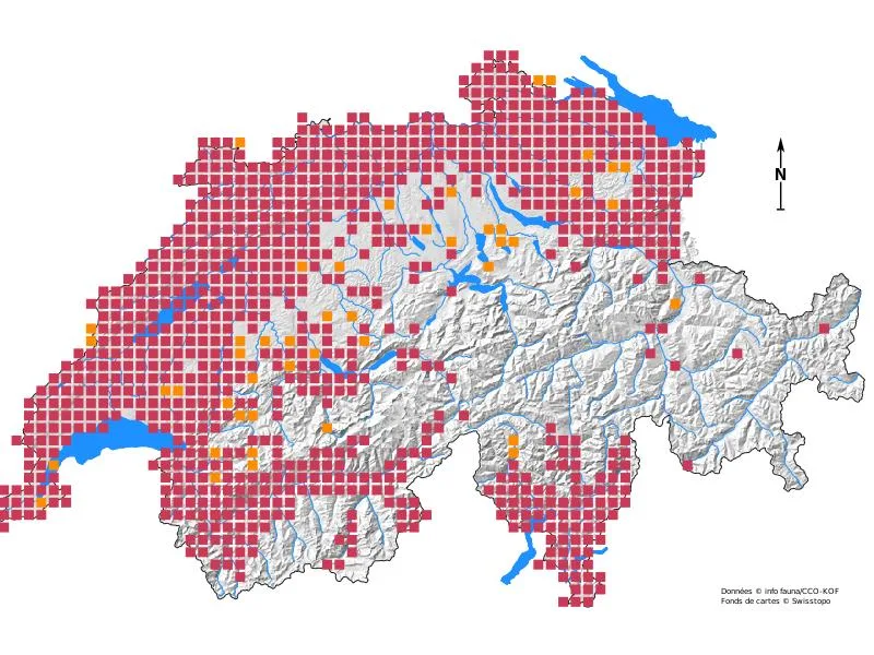 Übersicht über Wildtiere in der Schweiz: Mit Fell, vier Beinen – und Appetit