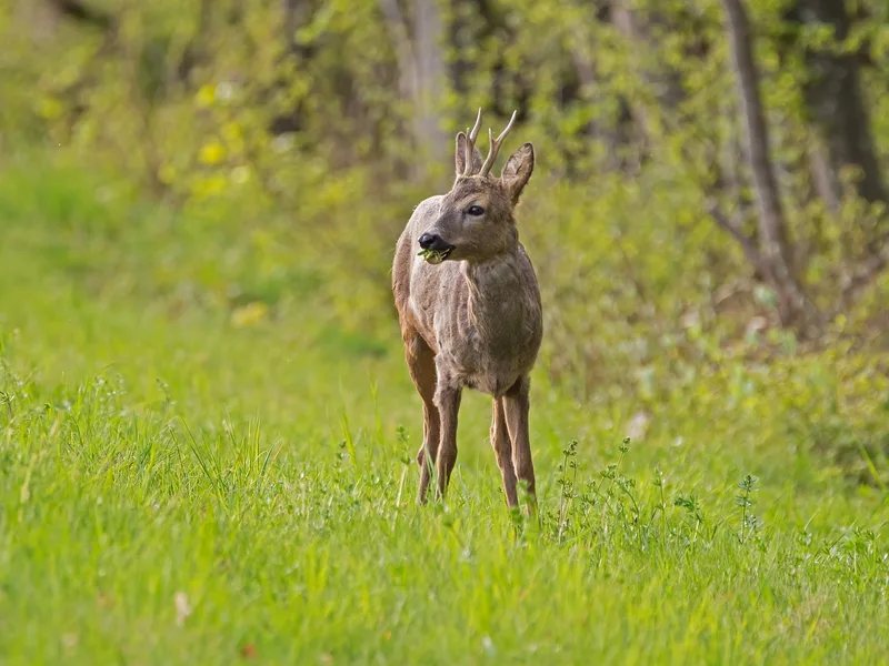 Übersicht über Wildtiere in der Schweiz: Mit Fell, vier Beinen – und Appetit