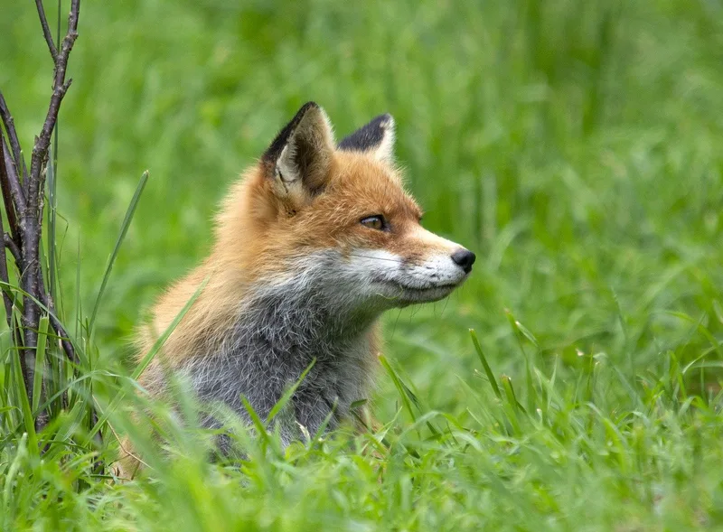 Übersicht über Wildtiere in der Schweiz: Mit Fell, vier Beinen – und Appetit