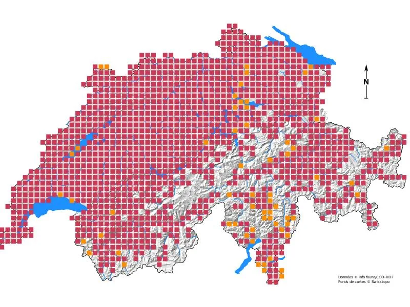 Übersicht über Wildtiere in der Schweiz: Mit Fell, vier Beinen – und Appetit