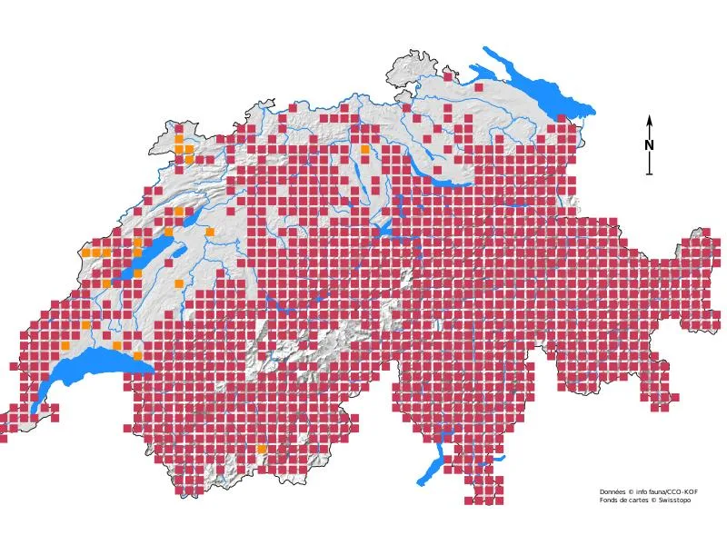 Übersicht über Wildtiere in der Schweiz: Mit Fell, vier Beinen – und Appetit