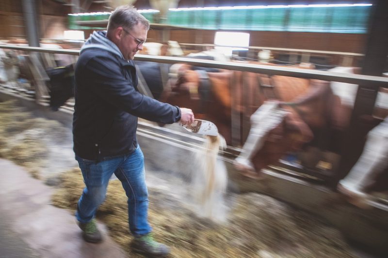 Ein wichtiger Betriebszweig ist für Roger Schlatter die Milchproduktion. Er hält 52 Milchkühe der Rasse Fleckvieh und Red Holstein. Bild: Gian Vaitl