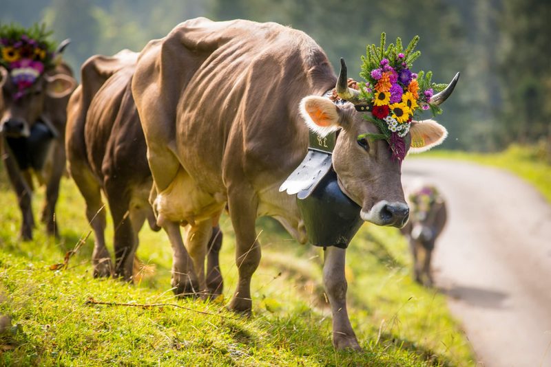 Alpabzug 2019: 11 Alpabfahrten, die man nicht verpassen sollte