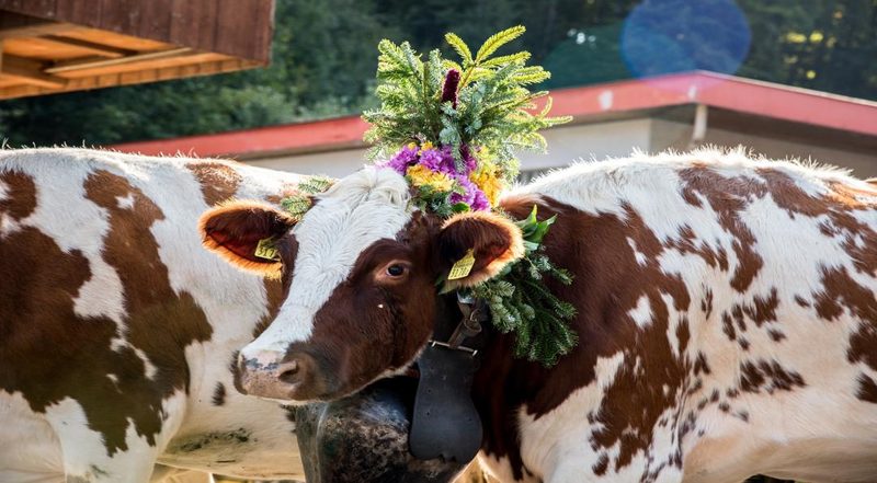 Alpabzug 2019: 11 Alpabfahrten, die man nicht verpassen sollte