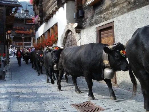 Alpabzug 2019: 11 Alpabfahrten, die man nicht verpassen sollte
