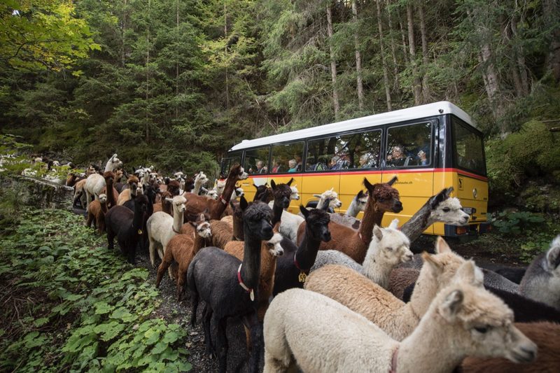 Alpabzug 2019: 11 Alpabfahrten, die man nicht verpassen sollte