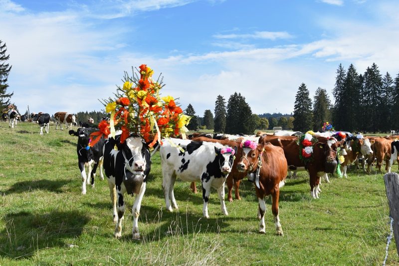 Alpabzug 2019: 11 Alpabfahrten, die man nicht verpassen sollte