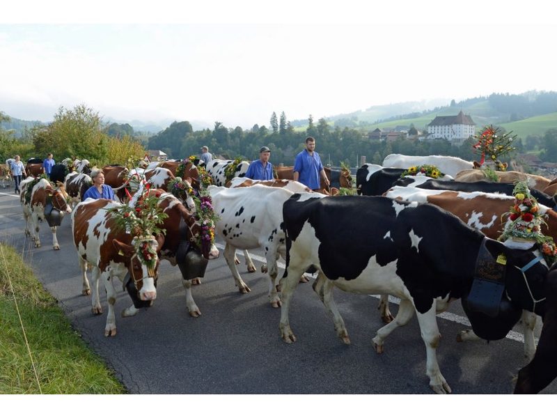 Alpabzug 2019: 11 Alpabfahrten, die man nicht verpassen sollte