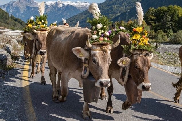 Alpabzug 2019: 11 Alpabfahrten, die man nicht verpassen sollte