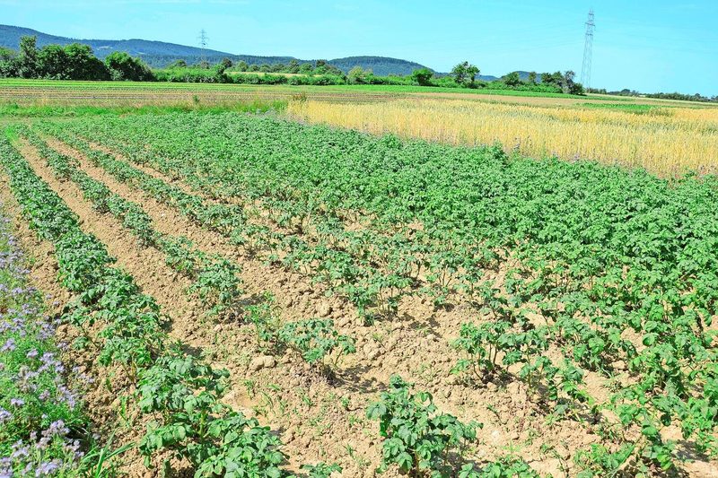 Links die ungedüngte Kontrolle: Nach Jahren ohne Zufuhr ist der Boden ausgehungert. Die Kartoffeln wachsen, aber kümmerlich.