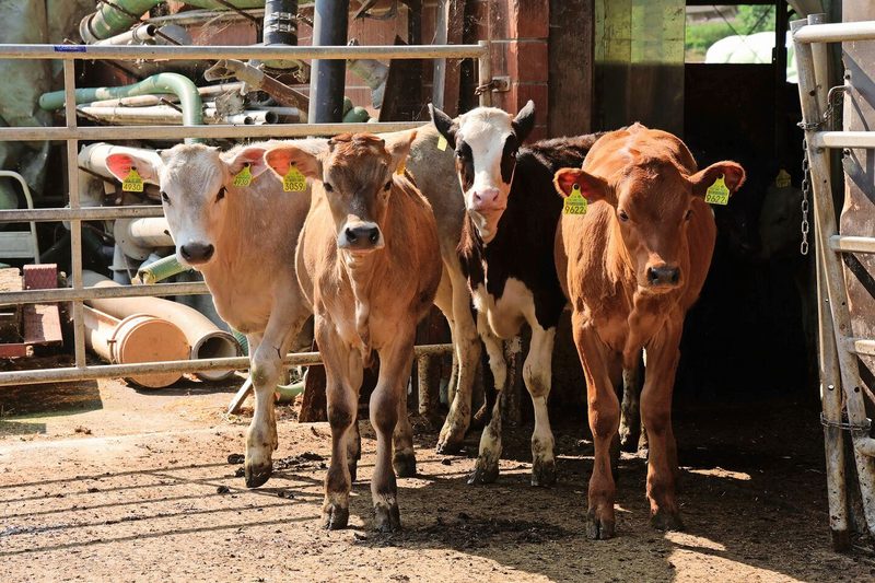 Im Alter von etwa 45 Tagen kommen die jungen Rinder zu Rutishausers, wo sie zuerst mit Milchpulver ,später mit Silage gemästet werden.