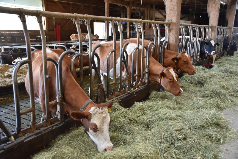 Vollweide statt Kraftfutter: So senkt ein Biobauer seine Kosten