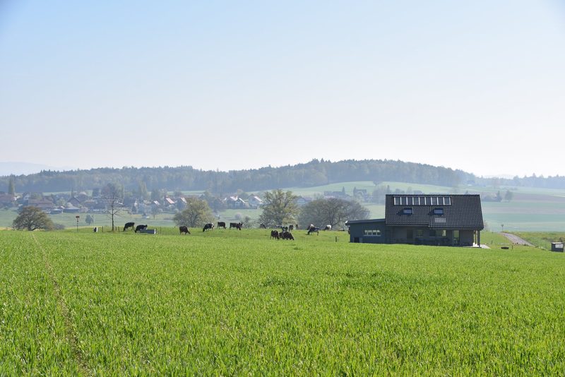 Vollweide statt Kraftfutter: So senkt ein Biobauer seine Kosten