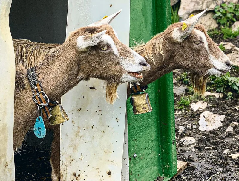 Die Toggenburger Ziegen werden auf der Alp zur Landschaftspflege eingesetzt.