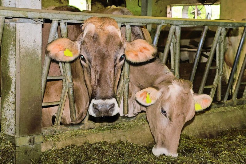 Noch stehen 25 Milchkühe der Rassen Brown Swiss und Red Holstein auf dem Betrieb. In Zukunft möchte Thomas Scherrer auf die Aufzucht von Rindern setzen.