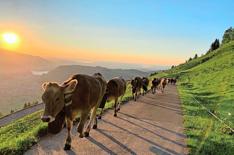 Z Alp fahren ist die Leidenschaft von Familie Risi. Auf dieses Jahr konnte sie die Alp Ahorn in Niederrickenbach pachten.