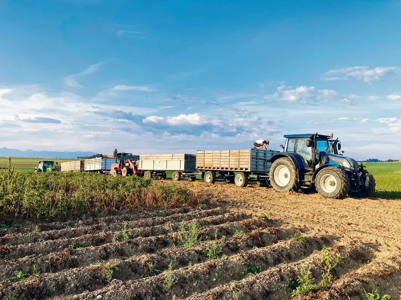 Ausnutzen der kühlen Morgenstunden: Kartoffelernte auf dem Landwirtschaftsbetrieb der Familie Maurer in Kirchlindach BE.Die Paloxen stehen für die Knollen bereit.