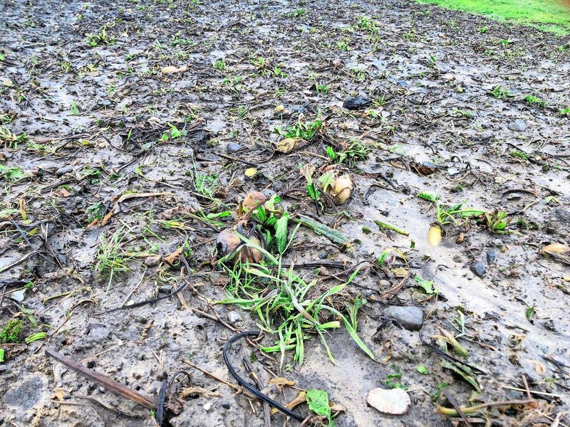 Auch eine geringe Bedeckung durch Erntereste (z. B. Zuckerrüben) beeinflusst den Wasserhaushalt.