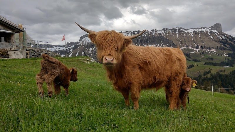 Schottenhof im Entlebuch: Naturspektakel mit Charme, Herz und Hörnern