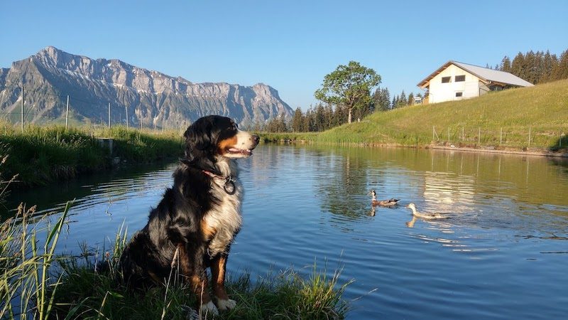 Schottenhof im Entlebuch: Naturspektakel mit Charme, Herz und Hörnern