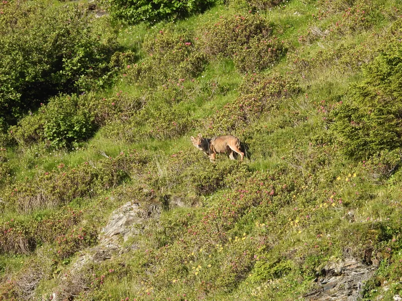 Ein Wolf steht am hellichten Tag an einem Hang, zwischen Alpenrosen und anderen Sträuchern.
