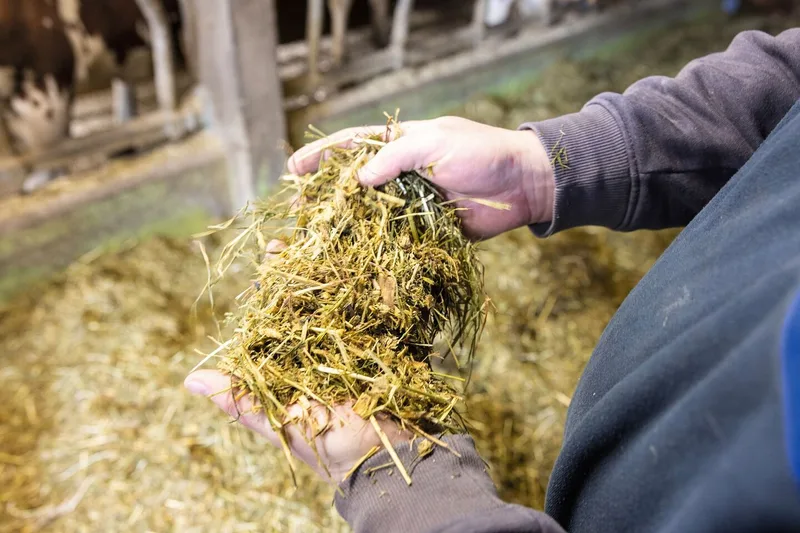 Ein Landwirt hält eine Handvoll Silage-/Heugemisch in den Händen.
