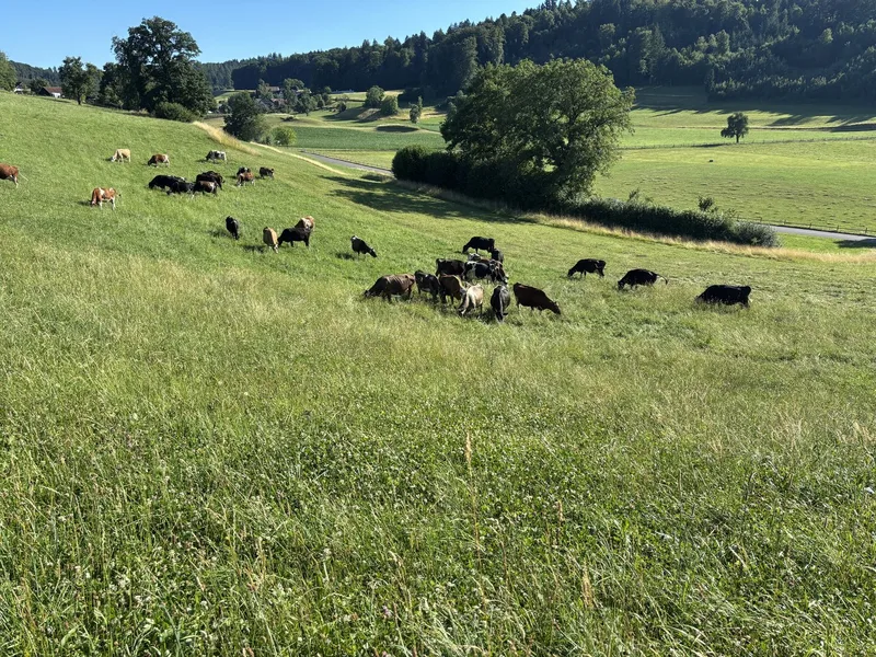 Milch aus Gras – Biobauer Peter Trachsel setzt seine Strategie erfolgreich um