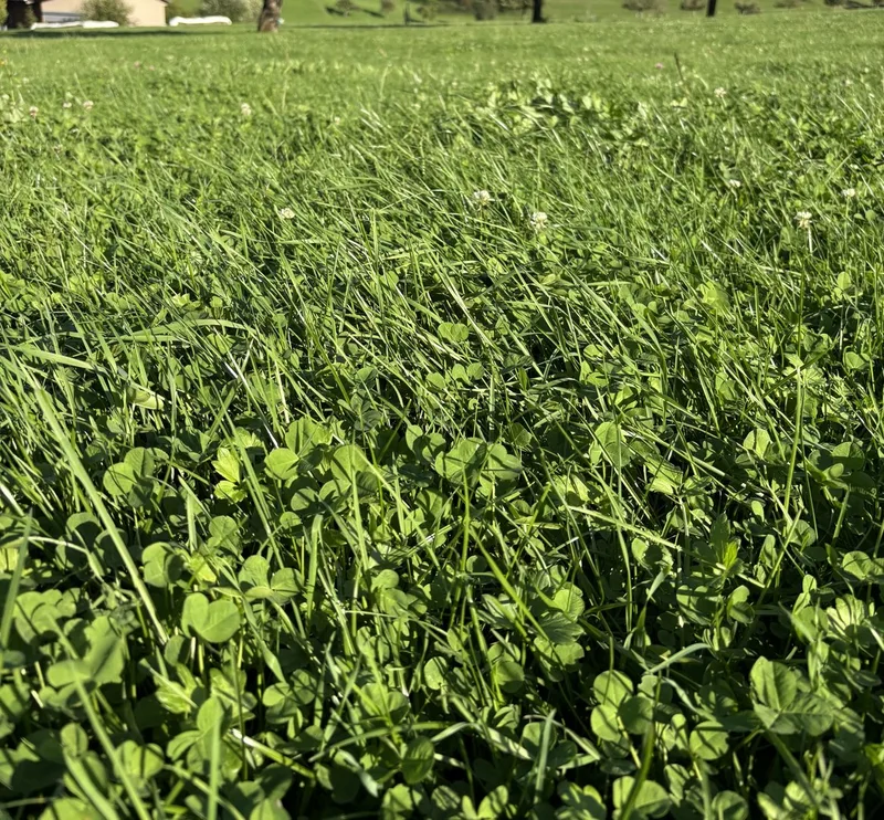 Milch aus Gras – Biobauer Peter Trachsel setzt seine Strategie erfolgreich um