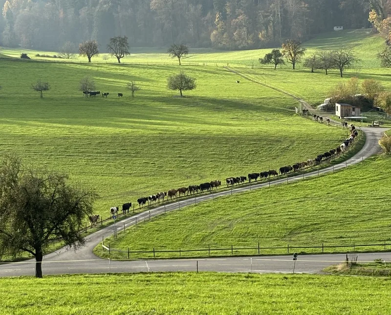 Milch aus Gras – Biobauer Peter Trachsel setzt seine Strategie erfolgreich um