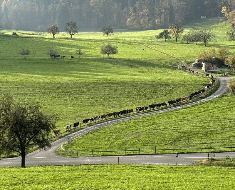 Milch aus Gras – Biobauer Peter Trachsel setzt seine Strategie erfolgreich um