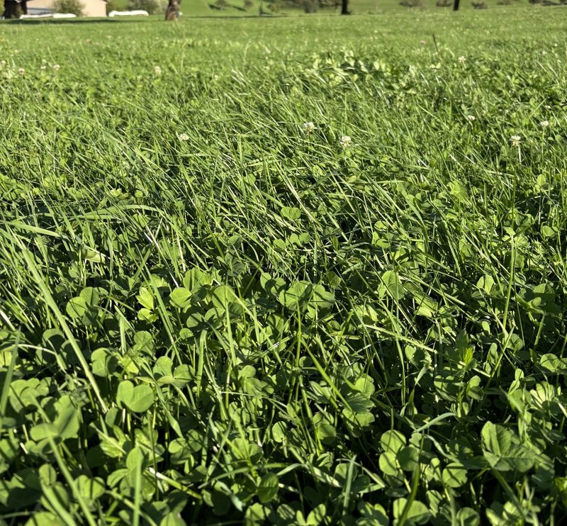 Milch aus Gras – Biobauer Peter Trachsel setzt seine Strategie erfolgreich um