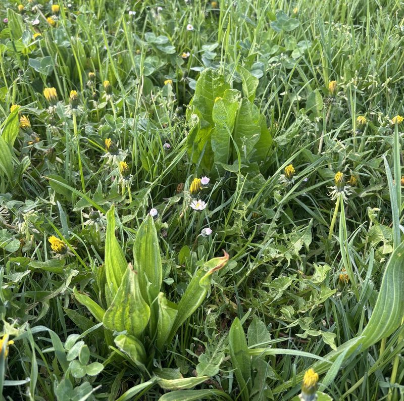 Milch aus Gras – Biobauer Peter Trachsel setzt seine Strategie erfolgreich um