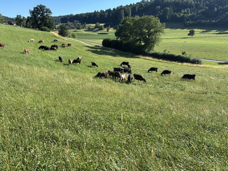 Milch aus Gras – Biobauer Peter Trachsel setzt seine Strategie erfolgreich um