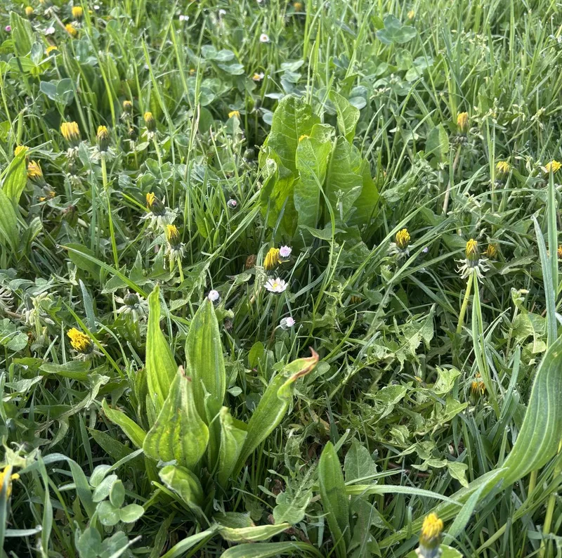 Milch aus Gras – Biobauer Peter Trachsel setzt seine Strategie erfolgreich um