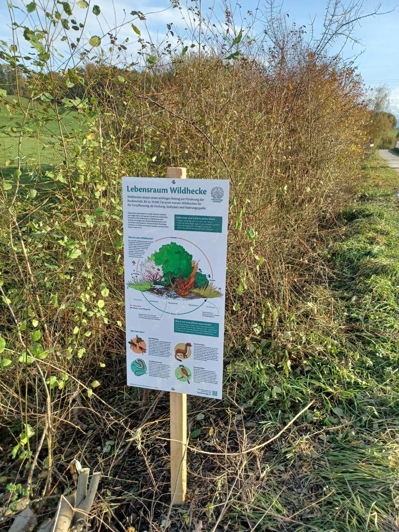 Die erste Heckentafel steht – sie lädt dazu ein, den Lebensraum Wildhecke zu entdecken