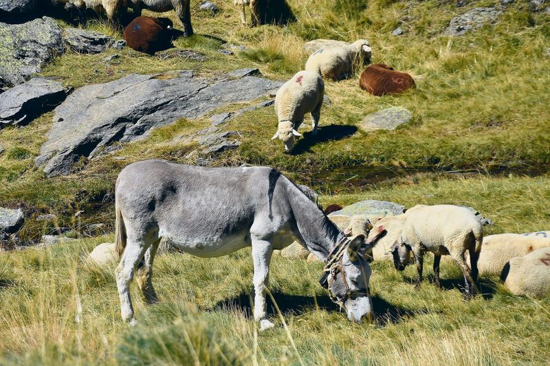 Auf der Alp sind auch zwei Esel dabei. Sie tragen die mobilen Zäune, Werkzeug und das Futter für die Hunde.