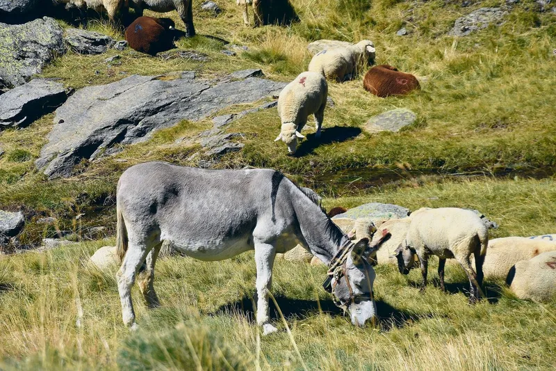 Auf der Alp sind auch zwei Esel dabei. Sie tragen die mobilen Zäune, Werkzeug und das Futter für die Hunde.
