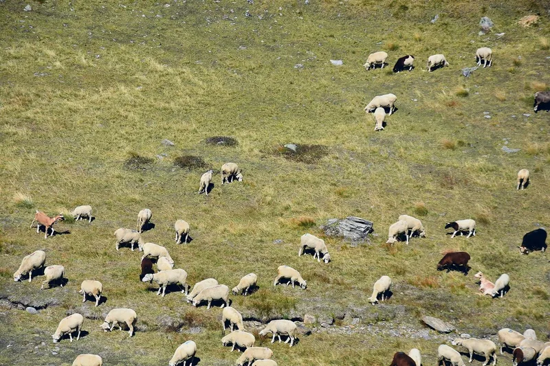 Das Treiben der Schafe und Ziegen: Eine solche Sommerarbeit mit Hund und Herde steht für idyllische Romantik – ist aber harte Arbeit.