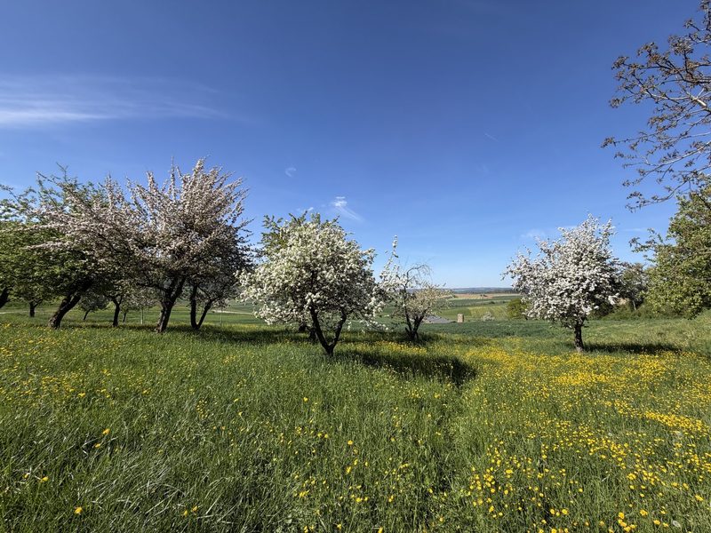Obstsorte 2026: Margrith Vogelsanger bereichert ihre Schwarzwäldertorte mit «Hallauer Aemli»