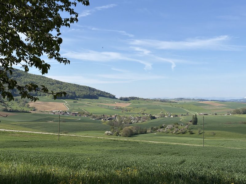 Obstsorte 2026: Margrith Vogelsanger bereichert ihre Schwarzwäldertorte mit «Hallauer Aemli»