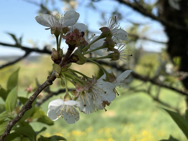 Obstsorte 2026: Margrith Vogelsanger bereichert ihre Schwarzwäldertorte mit «Hallauer Aemli»