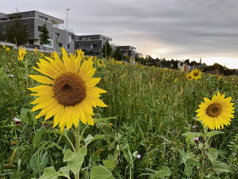 Sonnenblumen passen z. B. vor Zuckerrüben oder Mais.