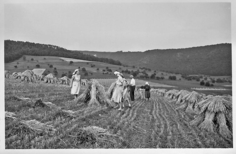 1957 als die ganze Familie auf den Feldern «Puppen» anlegte. Die Garben blieben meistens rund eine Woche auf dem Feld, um zu trocknen.