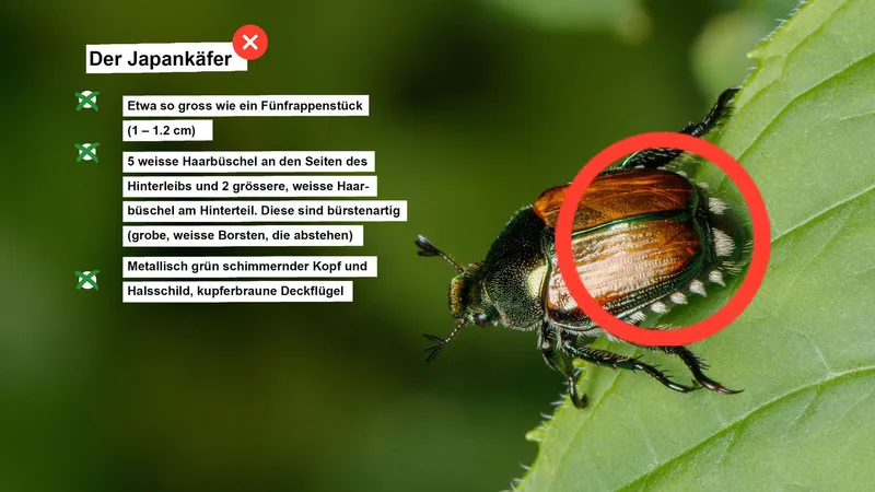 Japankäfer in der Nordwestschweiz – so sieht die Situation aus