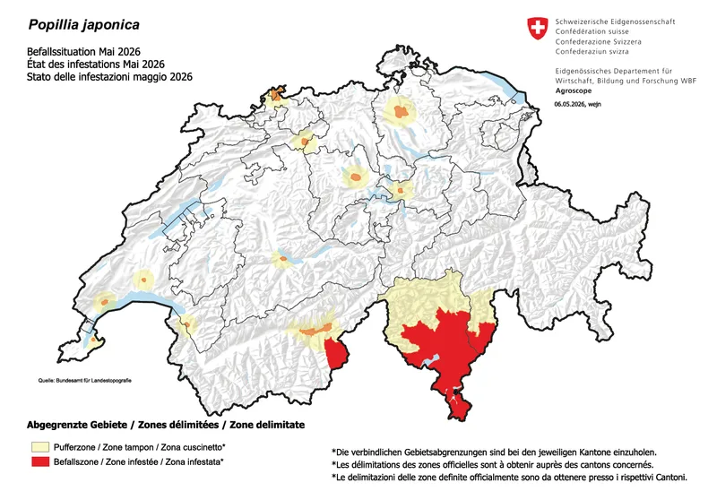 Japankäfer in der Nordwestschweiz – so sieht die Situation aus