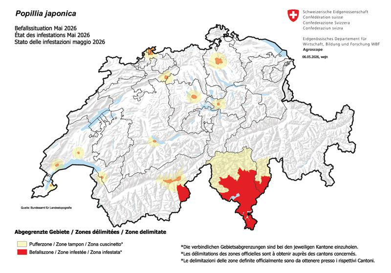 Japankäfer in der Nordwestschweiz – so sieht die Situation aus