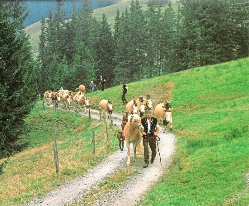 Im Herbst geht es von der Alp wieder zurück ins Tal. Konrad Klötzli vorneweg.