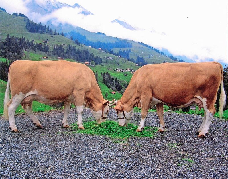 Lorenz Pia (l.) und Farmer Pamela, die je eine Zuchtfamilie mit 91 respektive 87 Punkten stellen konnten.