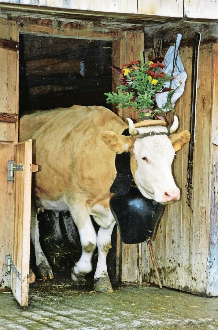 Die Alpzeit ist vorbei, blumengeschmückt geht es nach Hause.