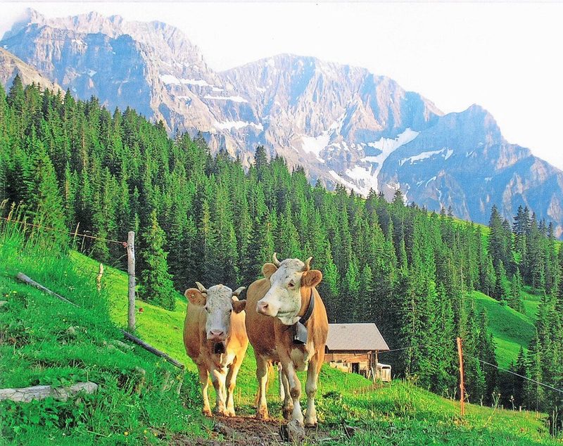 Auf dem Betrieb geniessen die Tiere ein einzigartiges Panorama.